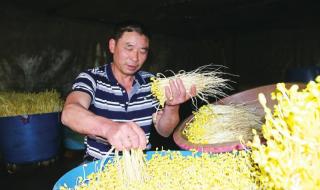 谁有可以大量生产豆芽的方法 绿豆芽生产技术